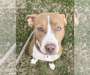 Mutt Dogs for adoption in Sanford, FL, USA