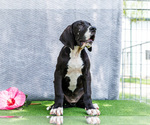 Small #3 Great Dane