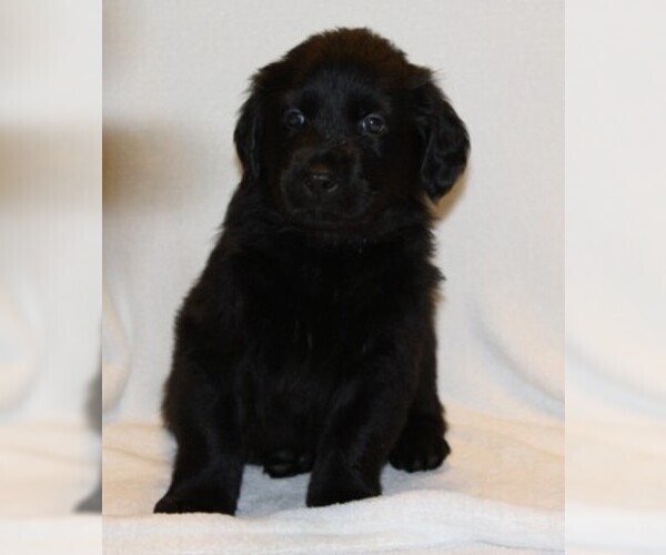 Medium Photo #4 Golden Newfie Puppy For Sale in HOLLYWOOD, MD, USA