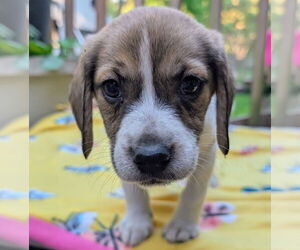 Beagle Dogs for adoption in Brooklyn Center, MN, USA