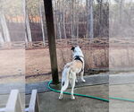 Small #1 Anatolian Shepherd