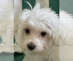 Small Photo #10 Maltese Puppy For Sale in NEWPORT BEACH, CA, USA