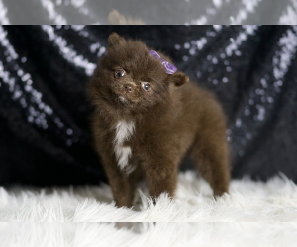 Medium Photo #26 Pomeranian Puppy For Sale in WARSAW, IN, USA