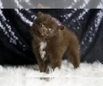 Small Photo #26 Pomeranian Puppy For Sale in WARSAW, IN, USA