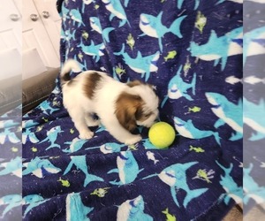 Medium Shorkie Tzu-Zuchon Mix