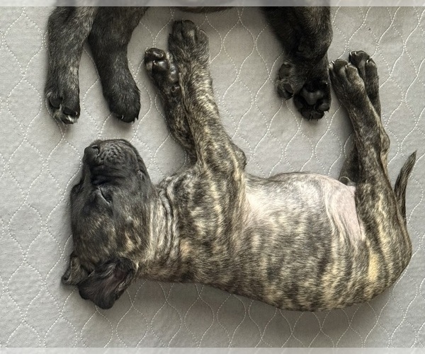 Medium Photo #8 Mastiff Puppy For Sale in OLATHE, KS, USA