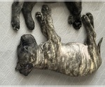 Small #1 Mastiff