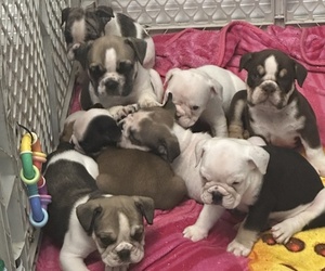 English Bulldog Puppy for Sale in WEEKI WACHEE, Florida USA