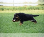 Small #3 German Shepherd Dog