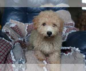 Poochon Puppy for sale in DUNDEE, OH, USA