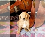 Small Photo #10 Goldendoodle Puppy For Sale in FISHERS, IN, USA