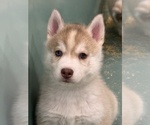Small Siberian Husky