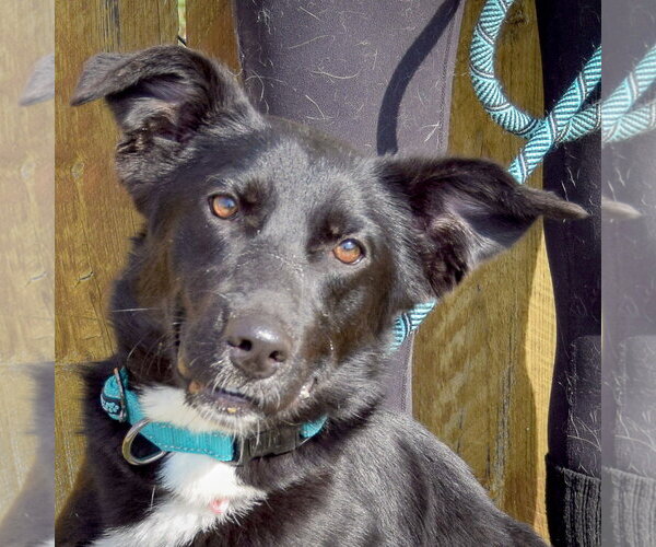 Medium Photo #5 Border Collie-Unknown Mix Puppy For Sale in Huntley, IL, USA