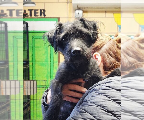 Medium Photo #3 Mutt Puppy For Sale in Perth Amboy, NJ, USA