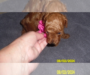 Poodle (Toy) Puppy for sale in DULUTH, GA, USA