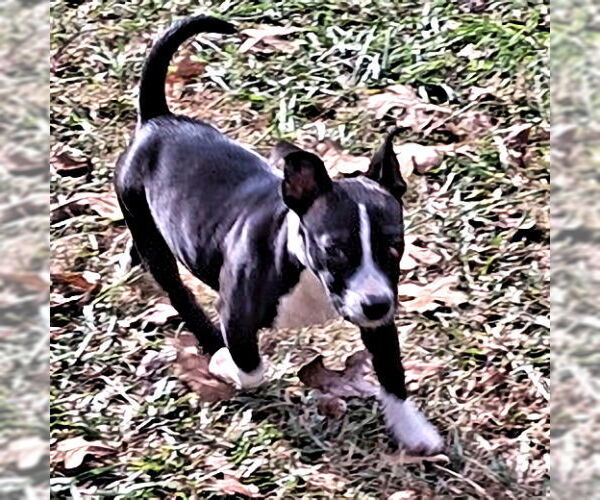 Medium Photo #1 Mountain Cur-Plott Hound Mix Puppy For Sale in Rutherfordton, NC, USA