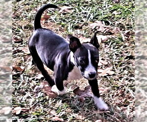 Mountain Cur-Plott Hound Mix Dogs for adoption in Rutherfordton, NC, USA