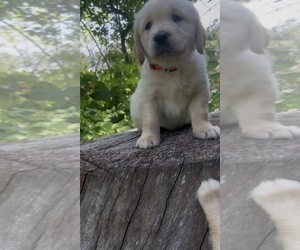 Medium Golden Retriever