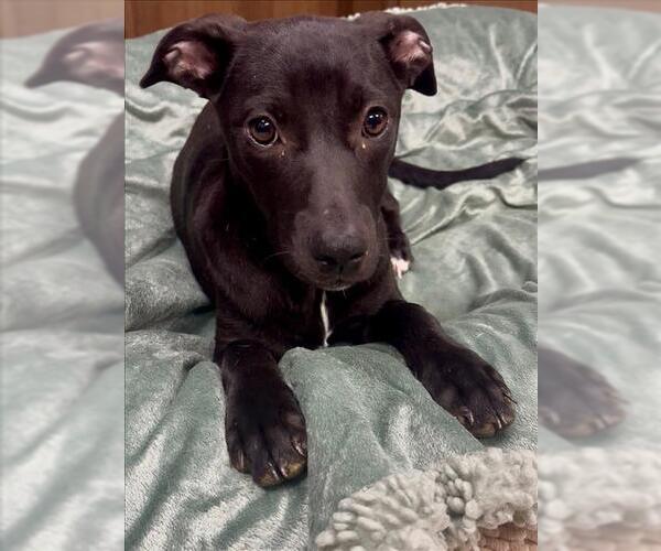 Medium Photo #1 Labrador Retriever-Unknown Mix Puppy For Sale in Conroe, TX, USA