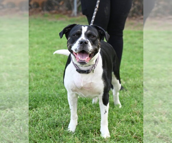 Medium Photo #5 Mutt Puppy For Sale in Glen Allen, VA, USA