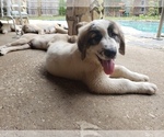 Small Photo #1677 Anatolian Shepherd-Maremma Sheepdog Mix Puppy For Sale in LECANTO, FL, USA