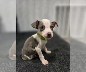 American Staffordshire Terrier-Unknown Mix Dogs for adoption in Holly Springs, NC, USA