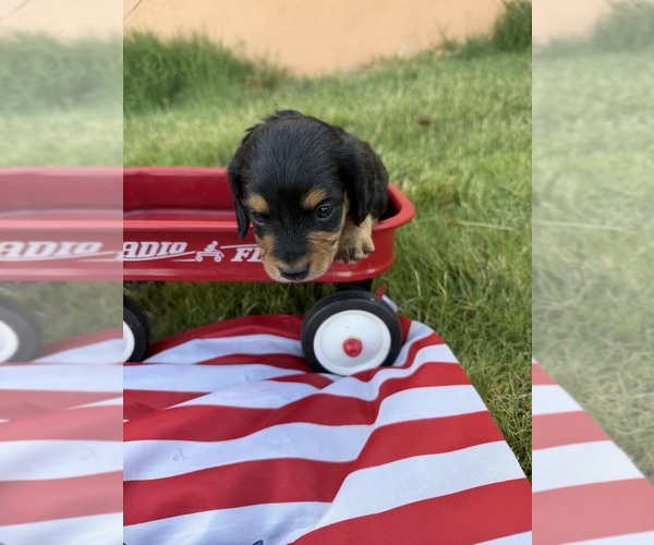 Medium Photo #1 Dachshund Puppy For Sale in WILEY, CO, USA