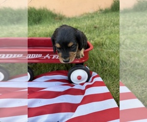 Dachshund Puppy for sale in WILEY, CO, USA