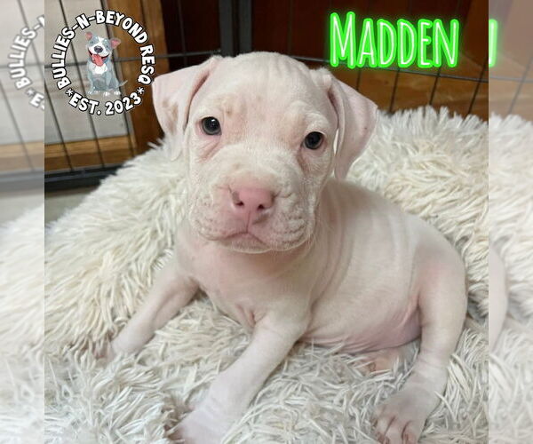 Medium Photo #4 Staffordshire Bull Terrier-Unknown Mix Puppy For Sale in Omaha, NE, USA