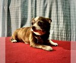 Small Photo #2 Chihuahua Puppy For Sale in Sioux Falls, SD, USA