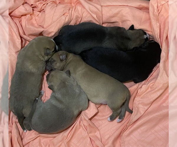 Medium Photo #1 German Shepherd Dog Puppy For Sale in Riverside, CA, USA