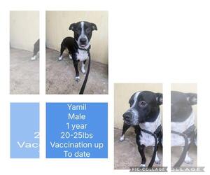 Pointer-Whippet Mix Dogs for adoption in Virginia Beach, VA, USA