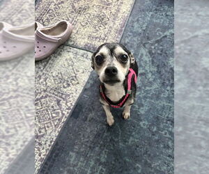 Chihuahua-Unknown Mix Dogs for adoption in Aurora, CO, USA