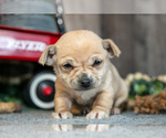 Puppy Kinsley Chihuahua