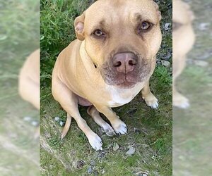 American Staffordshire Terrier-Boxer Mix Dogs for adoption in Seattle, WA, USA