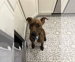 Small #1 Mutt