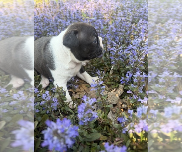 Medium Photo #5 Boston Terrier Puppy For Sale in FREDONIA, KS, USA