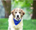 Small #2 Great Pyrenees Mix