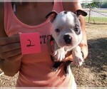 Small Photo #5 Boston Terrier Puppy For Sale in CALDWELL, TX, USA