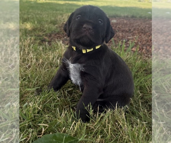 Medium Photo #1 German Wirehaired Pointer Puppy For Sale in ALBANY, OR, USA