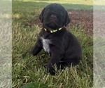 Puppy Yellow Puppy German Wirehaired Pointer