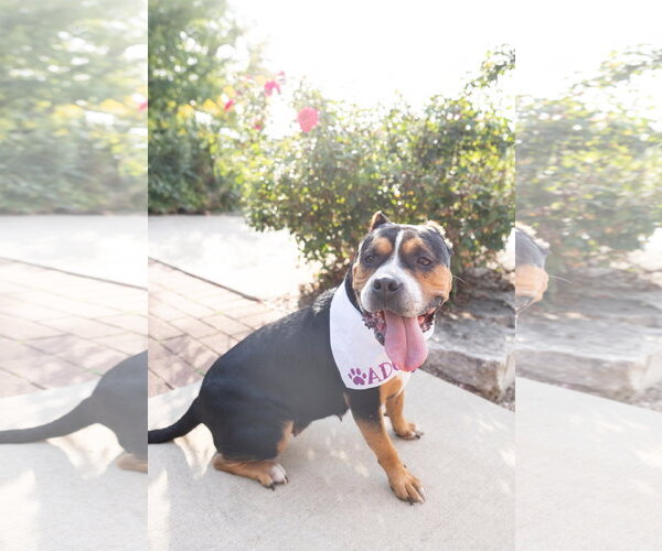 Medium Photo #24 Mutt Puppy For Sale in Crete, IL, USA