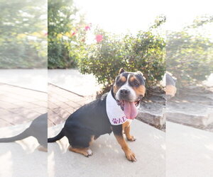 Mila - Female Mutt Dog for Adoption - Photo #24
