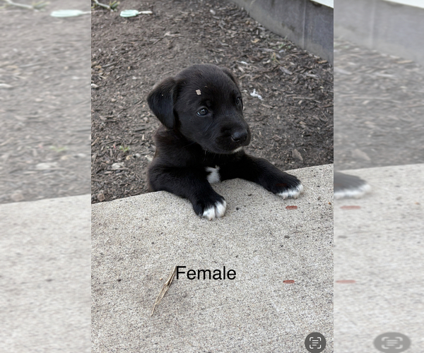 Medium Photo #4 Golden Labrador-Unknown Mix Puppy For Sale in BUFFALO, MN, USA