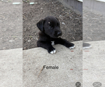 Small #3 Golden Labrador Mix