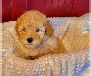 Goldendoodle (Miniature) Puppy for sale in SODDY DAISY, TN, USA