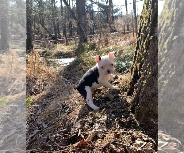 Medium Photo #4 Boston Terrier Puppy For Sale in NEWBURY, MA, USA