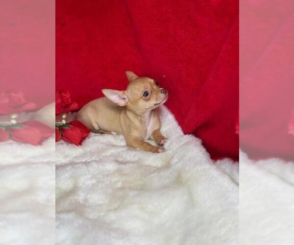 Medium Photo #13 Chihuahua Puppy For Sale in PEMBROKE PINES, FL, USA