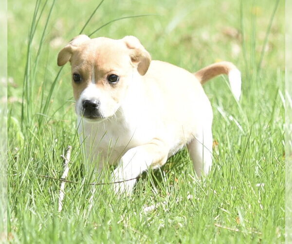 Medium Photo #5 Jack Russell Terrier-Unknown Mix Puppy For Sale in Mechanicsburg, PA, USA