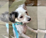 Small #3 Mutt
